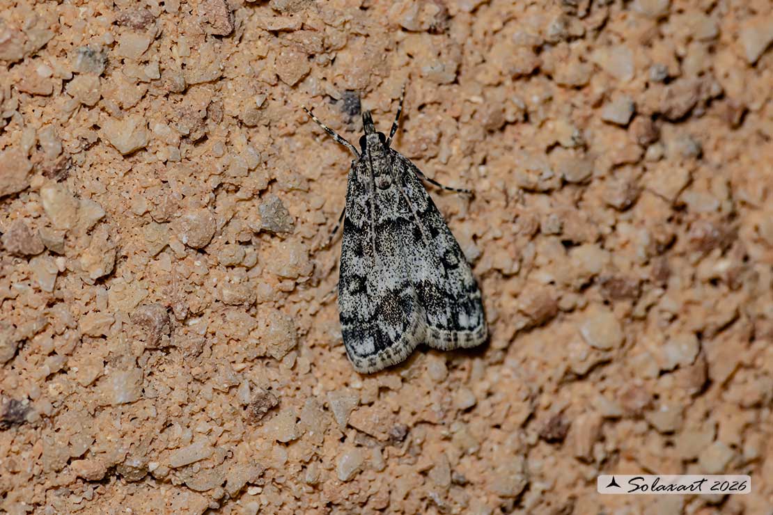 Eudonia lacustrata