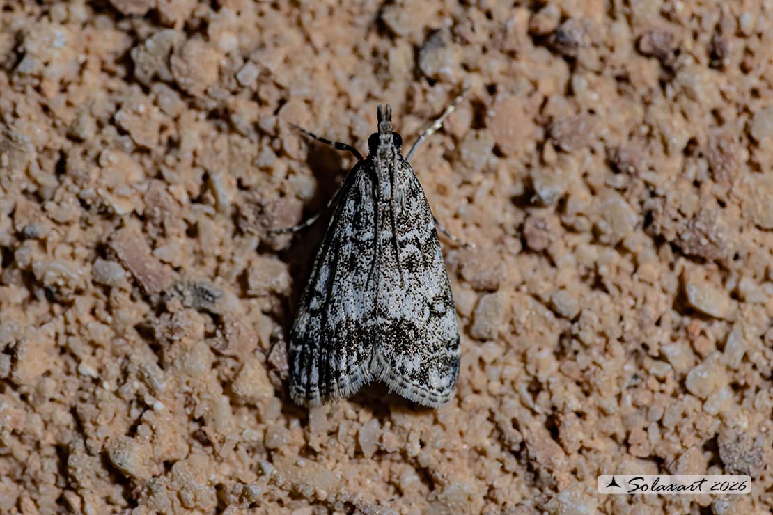 Eudonia lacustrata