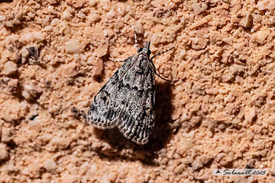 Eudonia lacustrata
