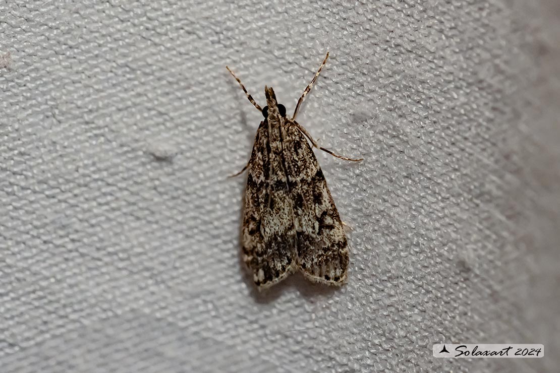 Eudonia lacustrata