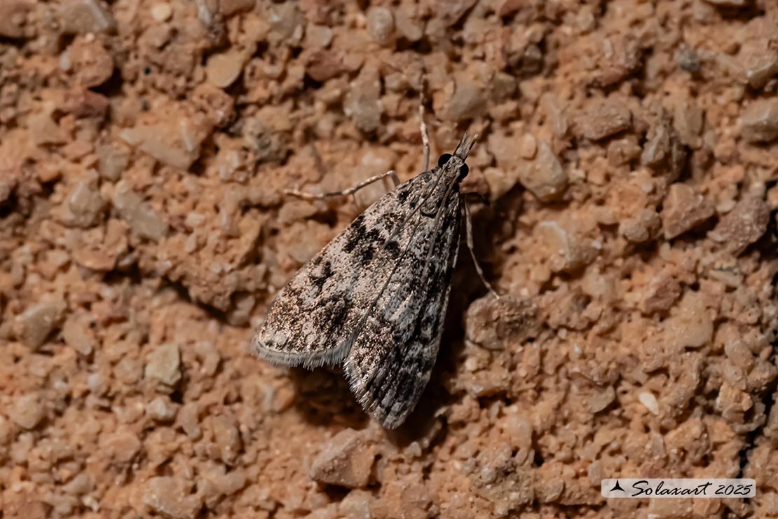 Eudonia lacustrata