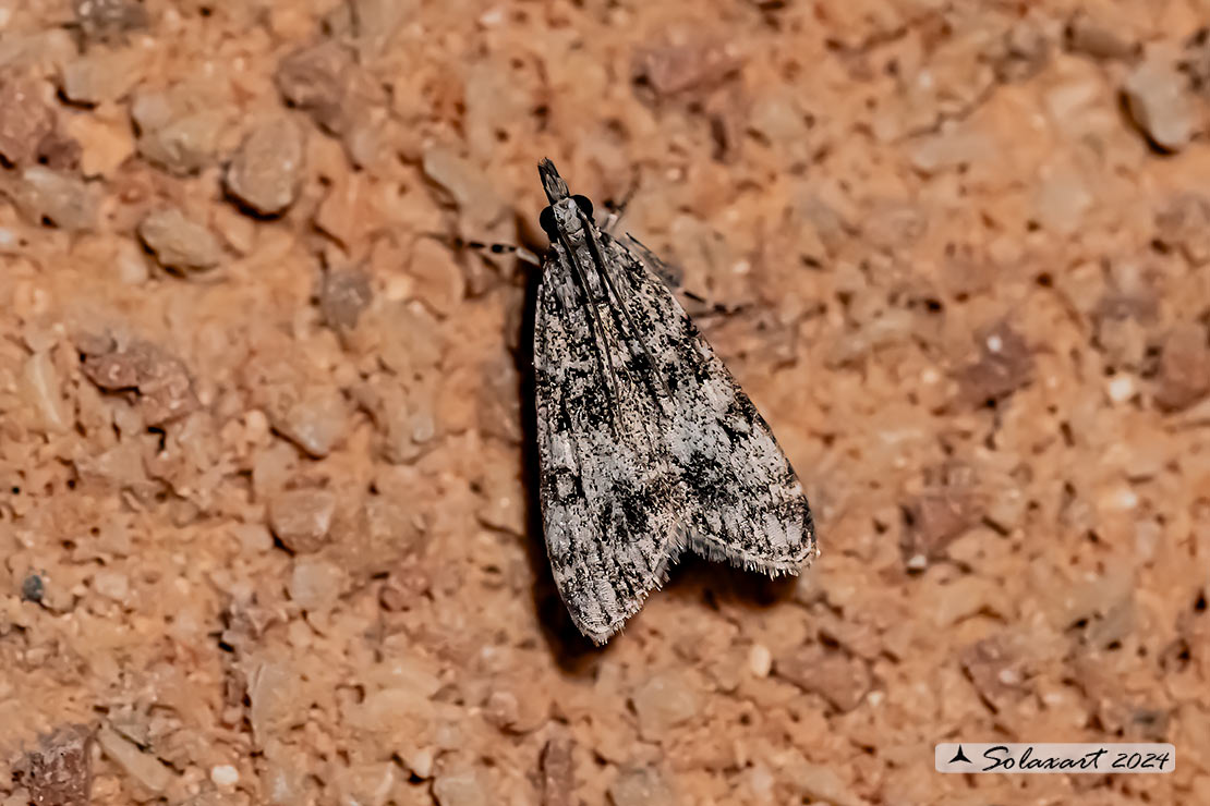 Eudonia lacustrata