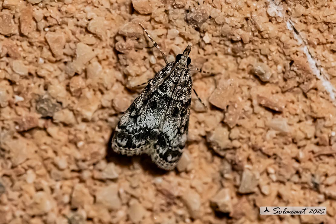 Eudonia lacustrata