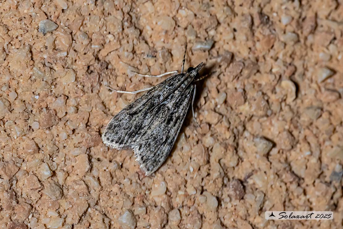 Eudonia murana