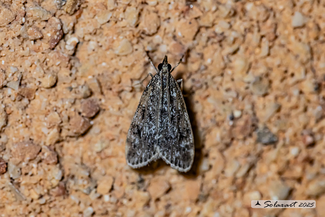 Eudonia truncicolella