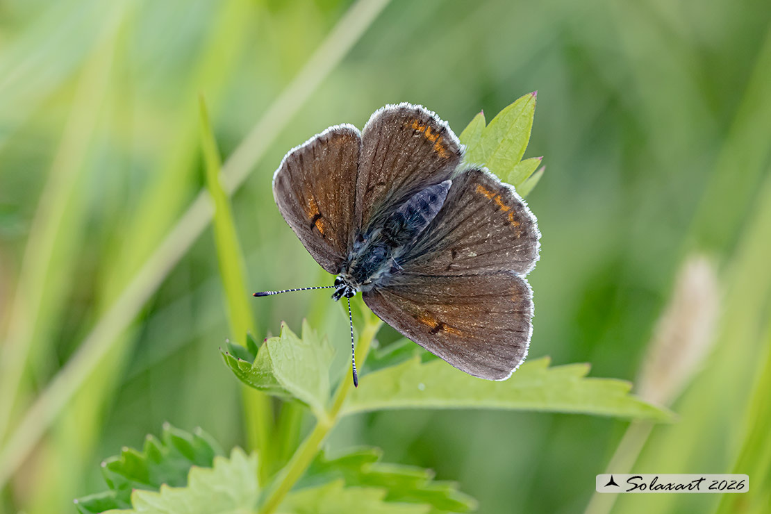 Eumedonia eumedon male