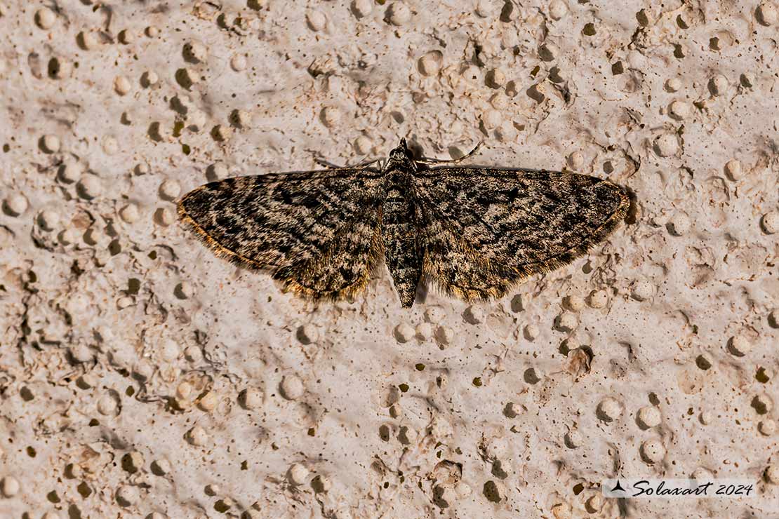 Eupithecia cocciferata