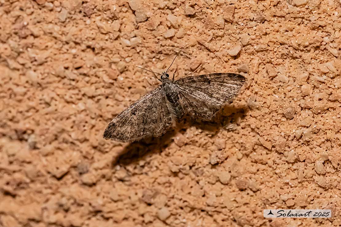 Eupithecia dodoneata