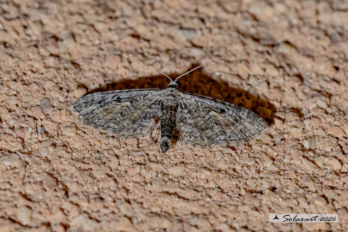 Eupithecia icterata