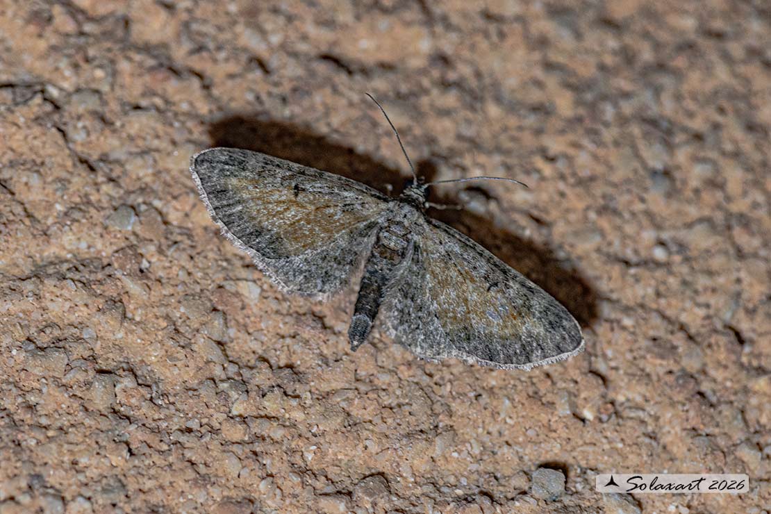 Eupithecia icterata