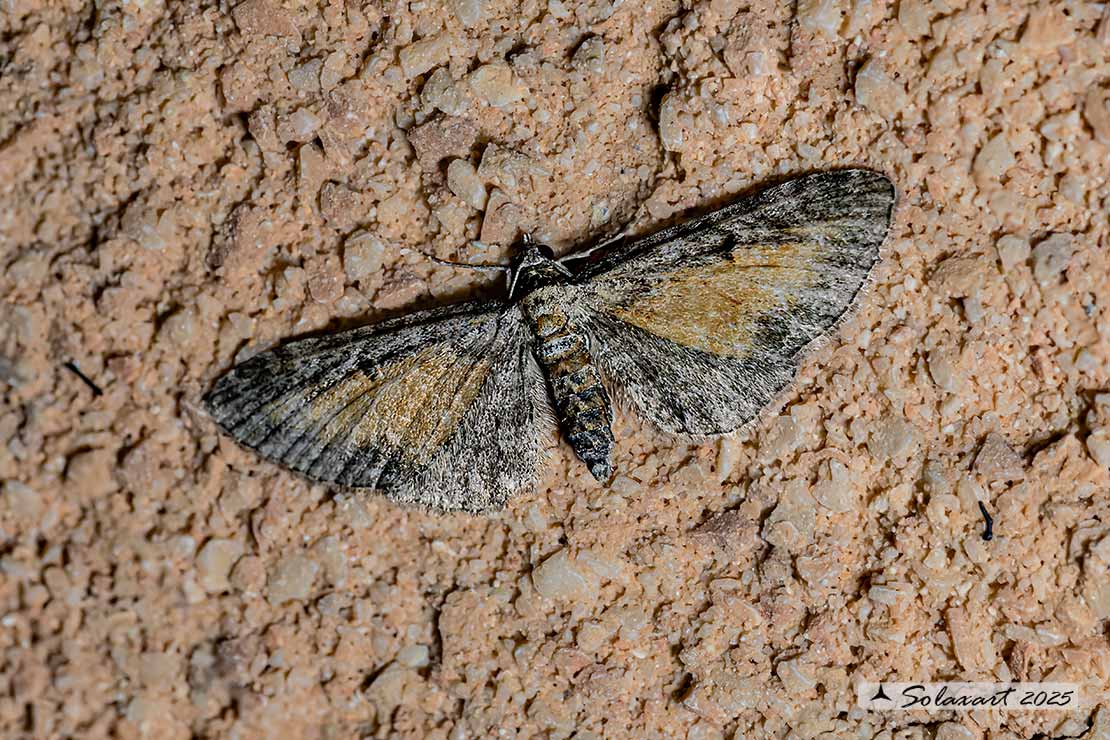Eupithecia icterata