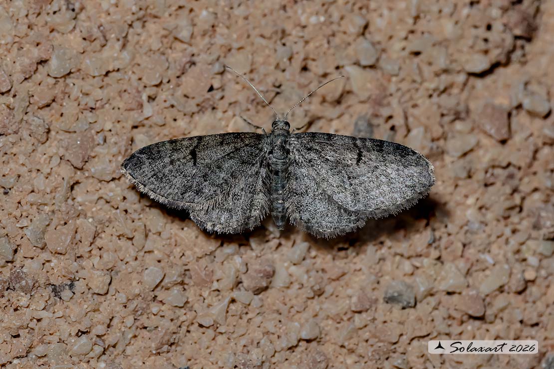 Eupithecia subfuscata