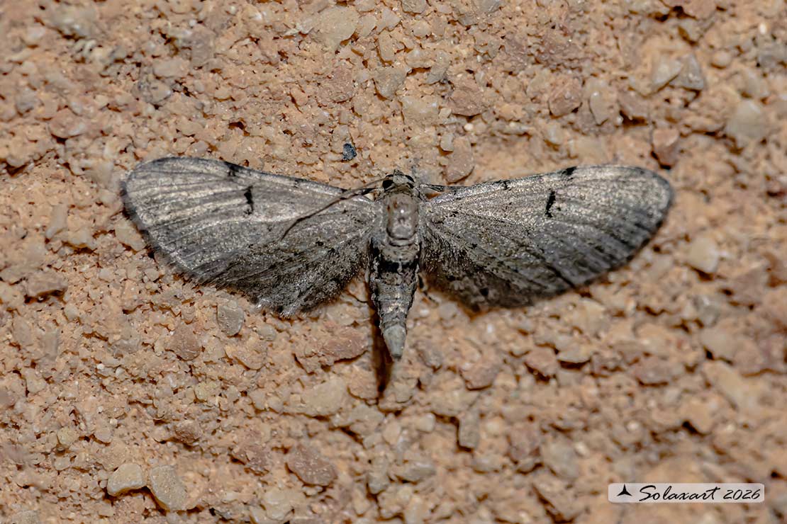 Eupithecia subfuscata