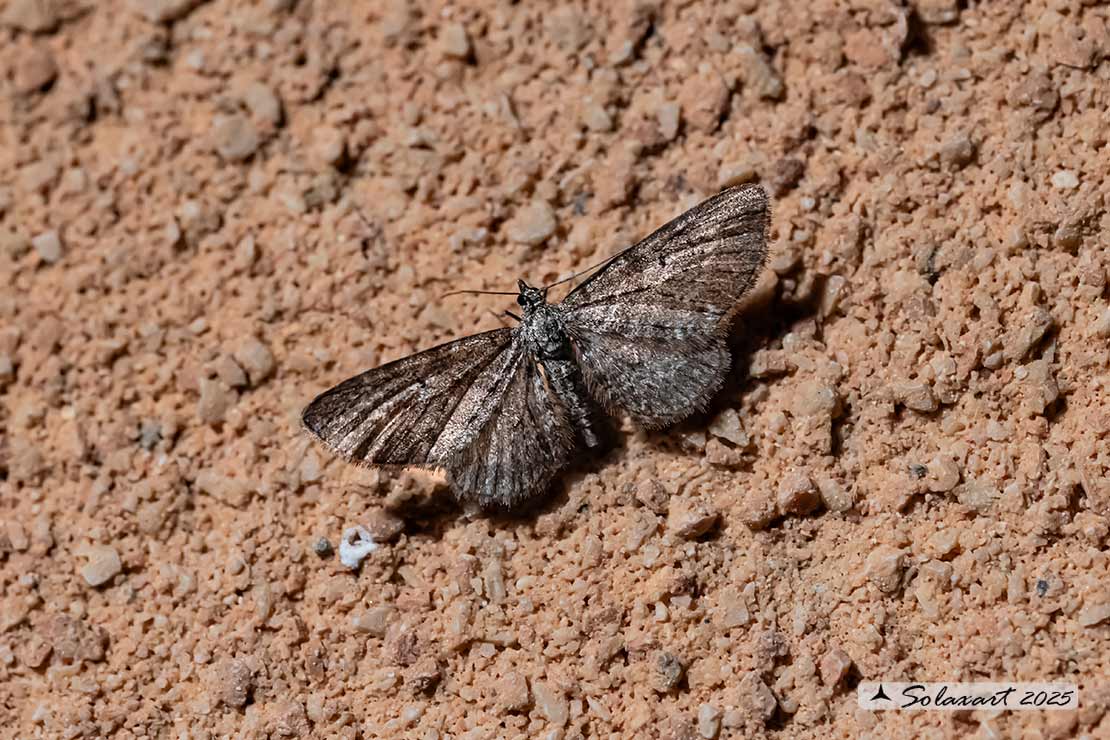 Eupithecia subfuscata