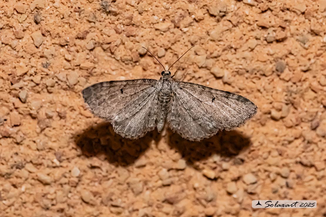 Eupithecia subfuscata
