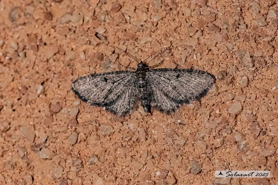 Eupithecia subfuscata