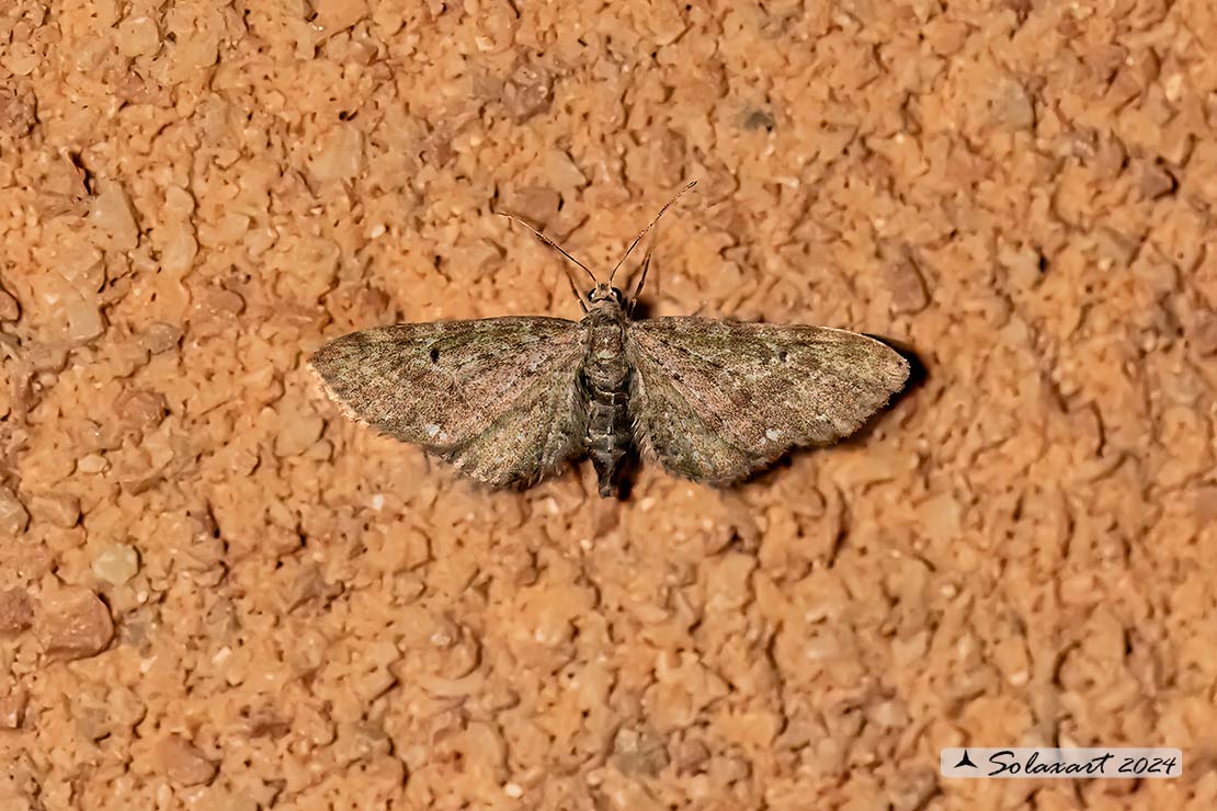 Eupithecia tripunctaria