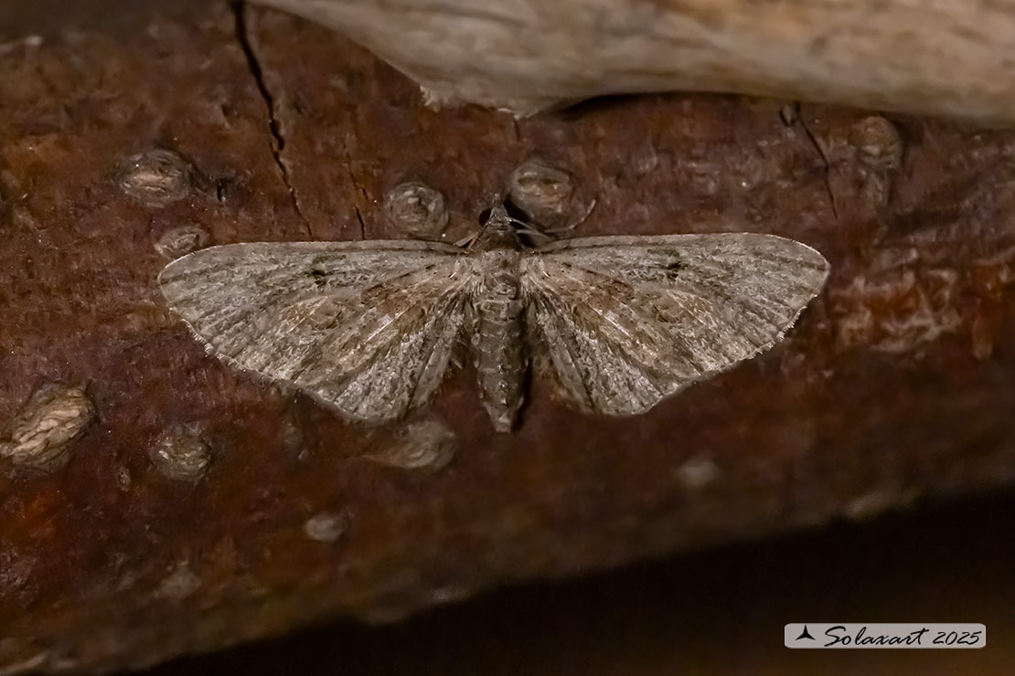 Eupithecia virgaureata