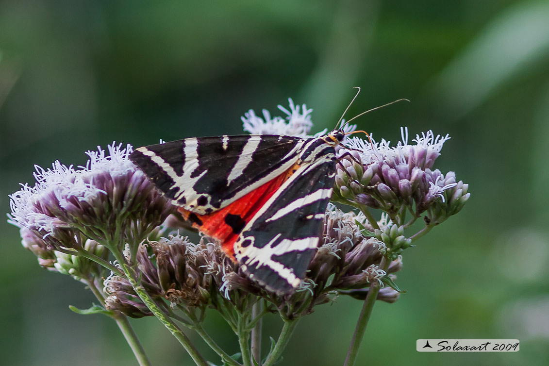 Euplagia Quadripunctaria - (Falena dell’edera o Falena tigrata) 