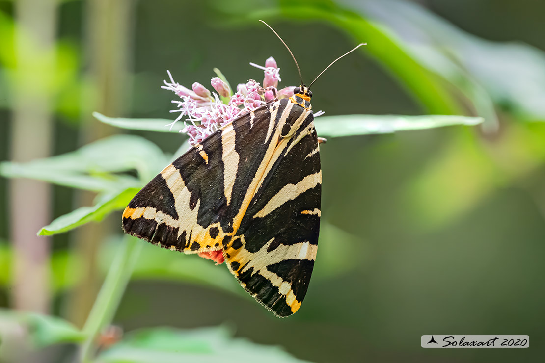 Euplagia Quadripunctaria