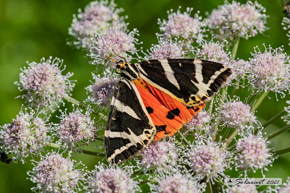 Euplagia Quadripunctaria