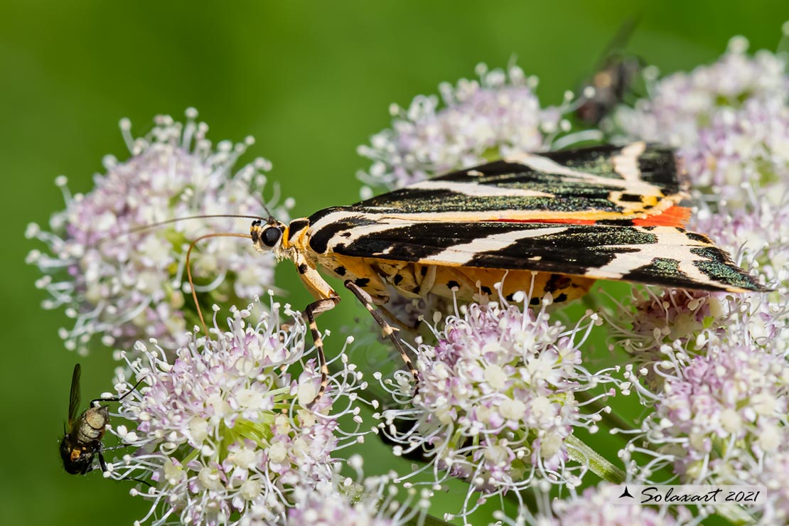 Euplagia Quadripunctaria