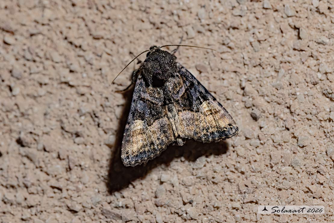 Euplexia lucipara