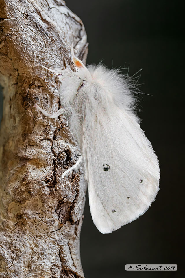 Euproctis chrysorrhoea