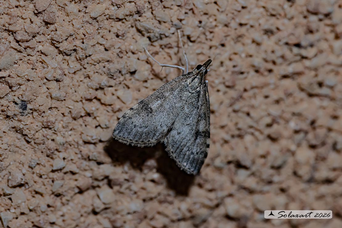 Evergestis sophialis