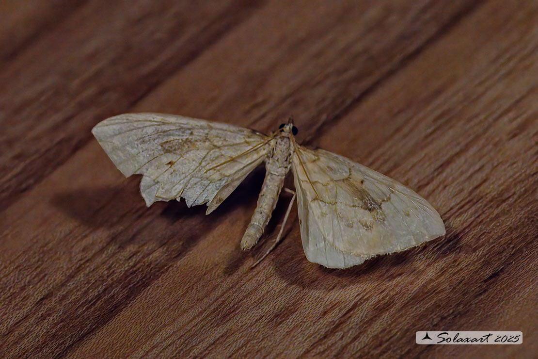 Gandaritis (Eulithis) pyraliata