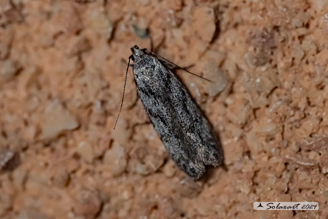 Gelechia nigra