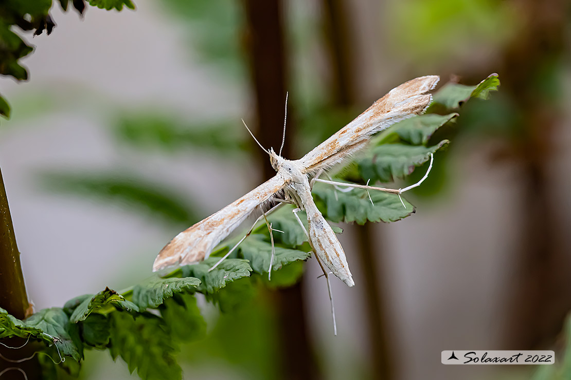 Gillmeria pallidactyla