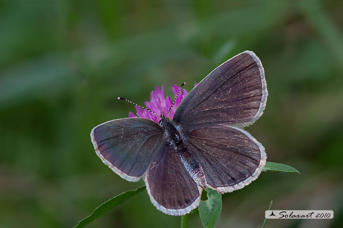 Glaucopsyche alexis    