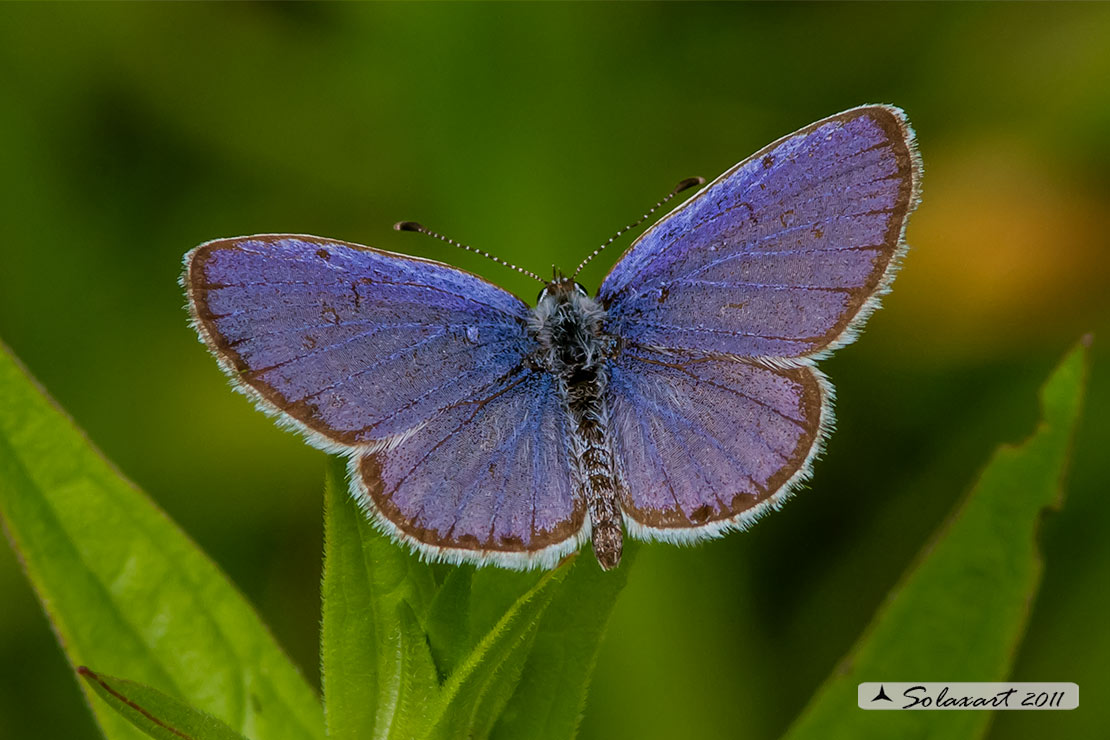 Glaucopsyche alexis    