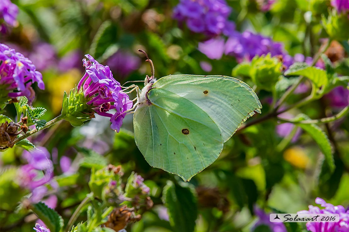 Gonepteryx cleopatra:  Cleopatra (femmina) ; Cleopatra butterfly (female)