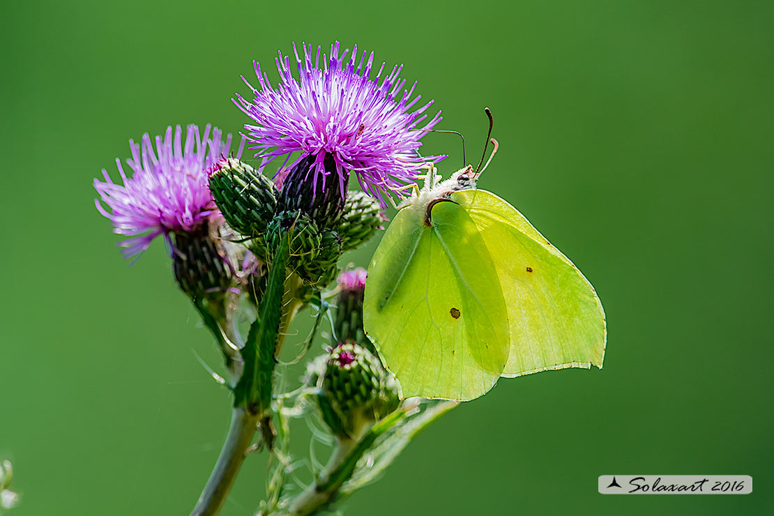 Gonepteryx cleopatra:  Cleopatra (femmina) ; Cleopatra butterfly (female)