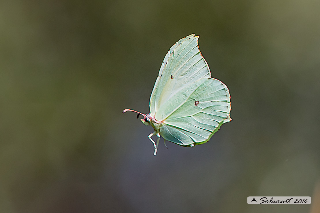 Gonepteryx cleopatra:  Cleopatra (femmina) ; Cleopatra butterfly (female)