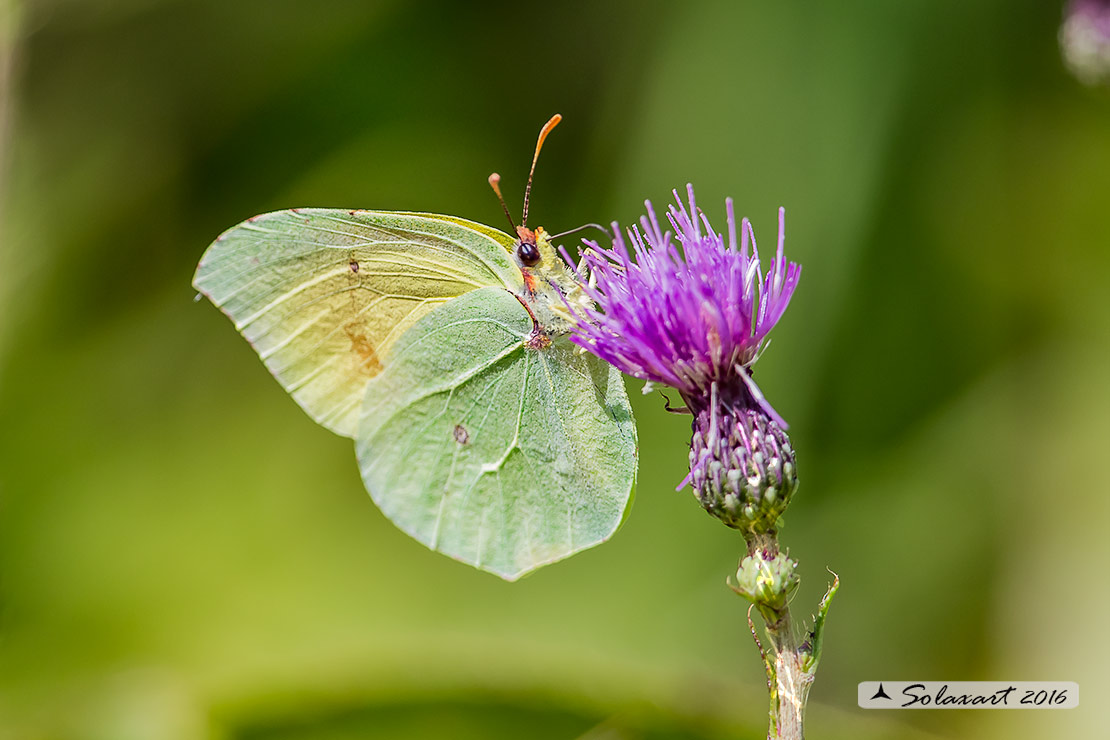 Gonepteryx cleopatra: Cleopatra (maschio) ; Cleopatra butterfly (male)