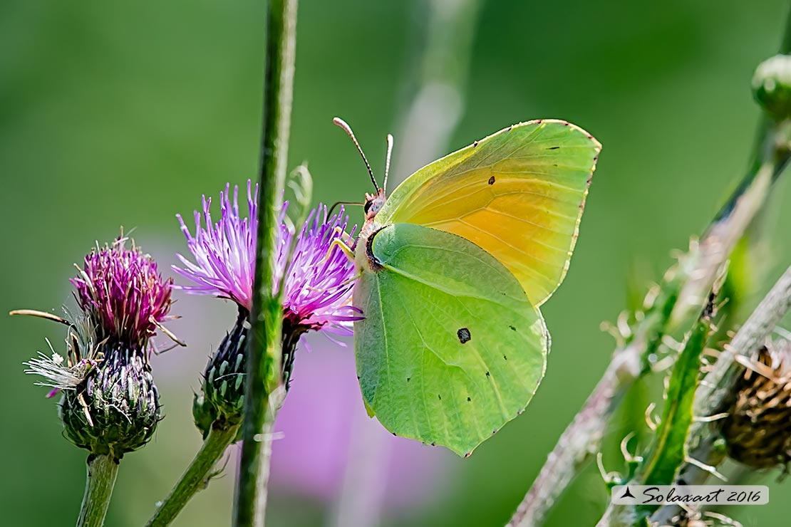 Gonepteryx cleopatra: Cleopatra (maschio) ; Cleopatra butterfly (male)