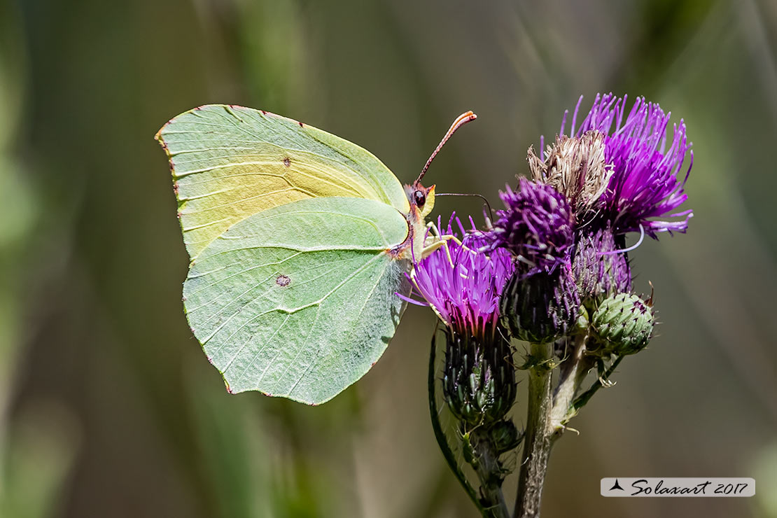 Gonepteryx cleopatra: Cleopatra (maschio) ; Cleopatra butterfly (male)