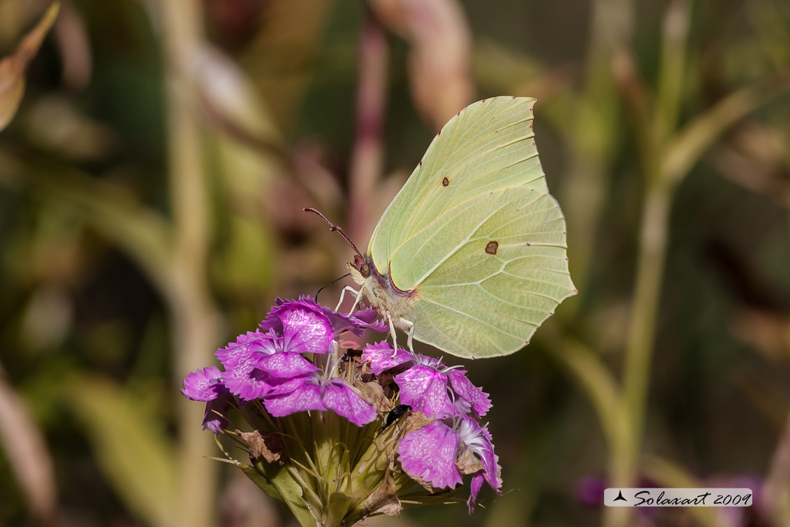 Gonepteryx rhamni - Cedronella - Common Brimstone