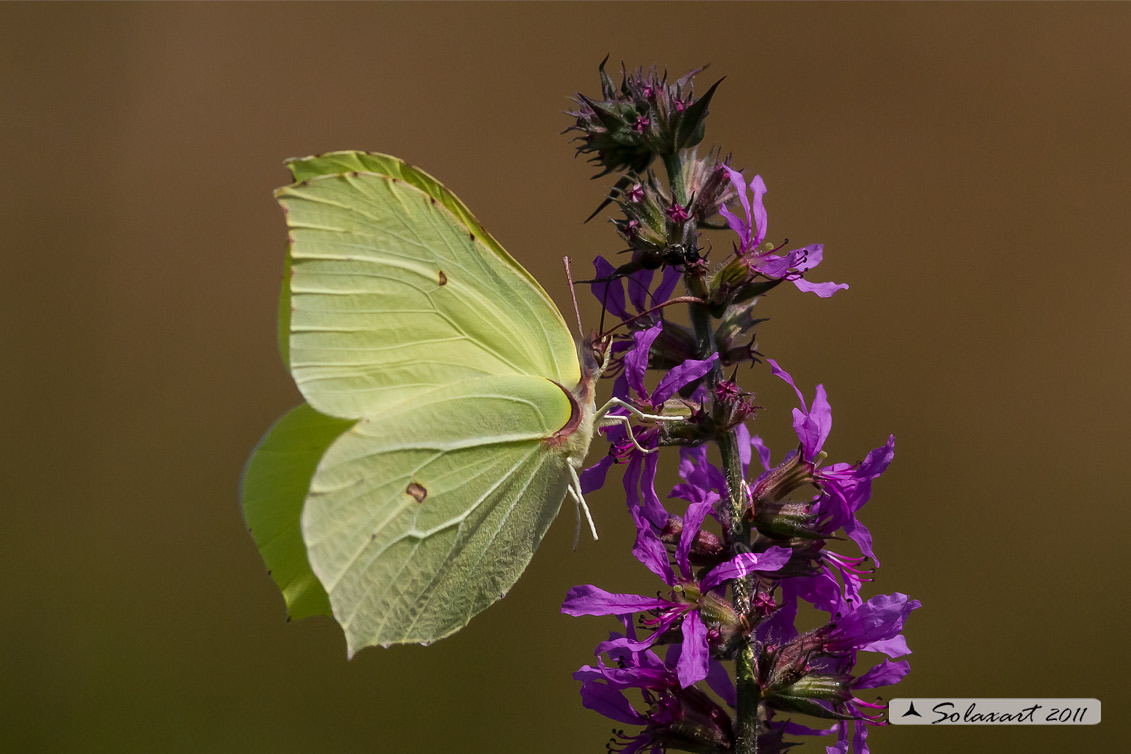 Gonepteryx rhamni - Cedronella - Common Brimstone
