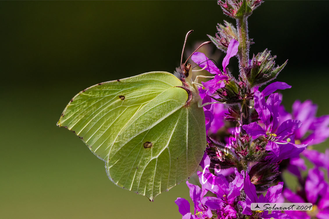 Gonepteryx rhamni - Cedronella - Common Brimstone