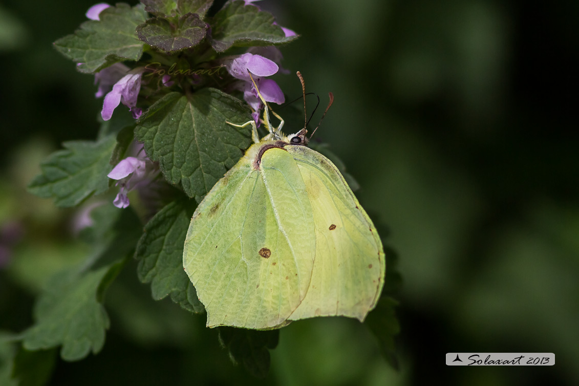 Gonepteryx rhamni - Cedronella - Common Brimstone