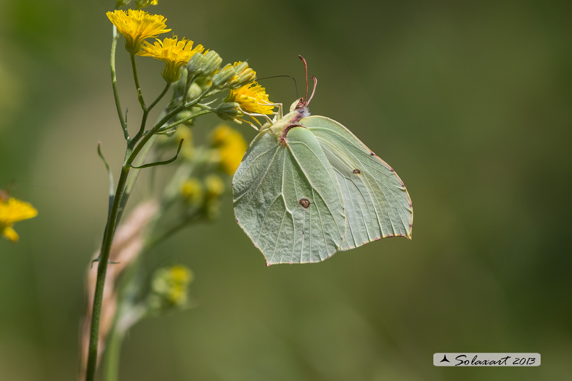 Gonepteryx rhamni - Cedronella - Common Brimstone