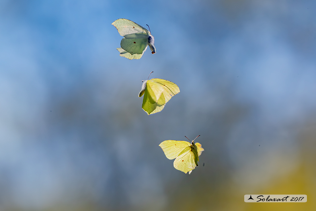 Gonepteryx rhamni - Cedronella - Common Brimstone