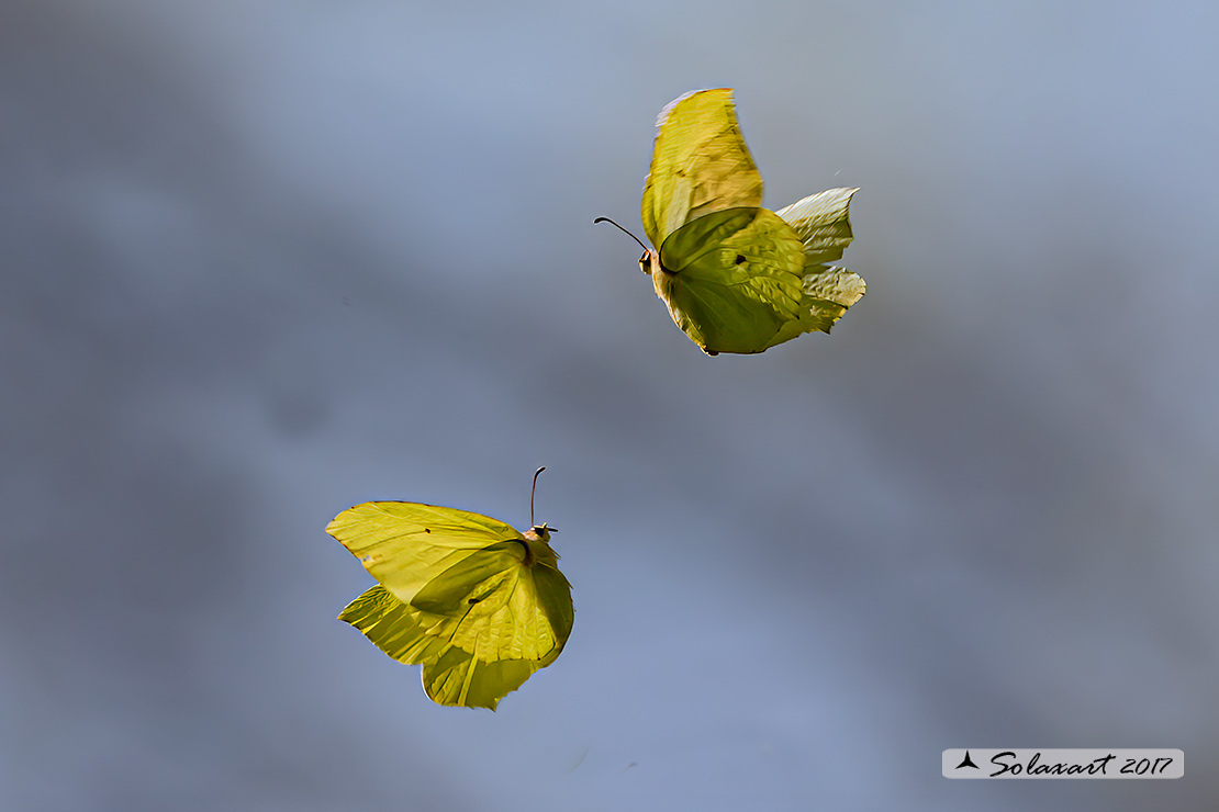 Gonepteryx rhamni - Cedronella - Common Brimstone