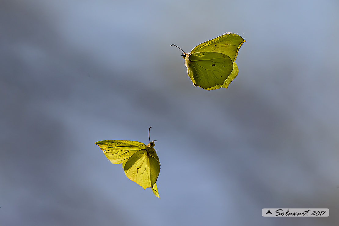 Gonepteryx rhamni - Cedronella - Common Brimstone