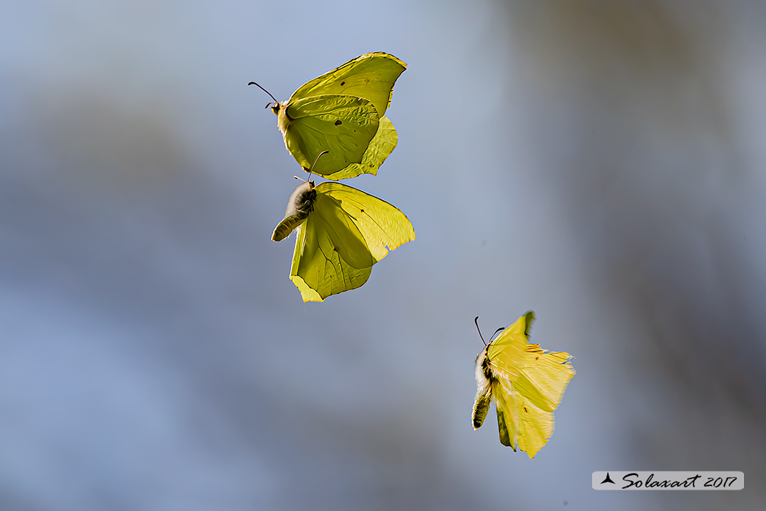 Gonepteryx rhamni - Cedronella - Common Brimstone