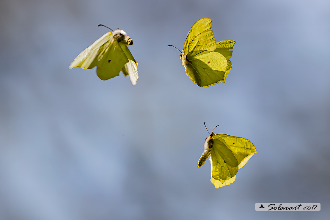 Gonepteryx rhamni - Cedronella - Common Brimstone